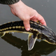 A Russian sturgeon fish in a pond at a farm in the Rostov region of Russia